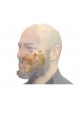Metismile - Scanner facial
